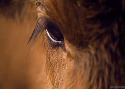 Mirada animal en Nada sucede sin antes ser un sueño