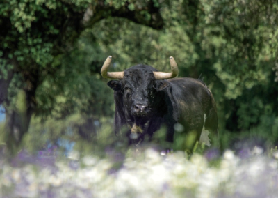 primavera y toro Nada sucede sin antes ser un sueño