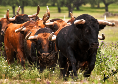 Toros de frente Nada sucede sin antes ser un sueño