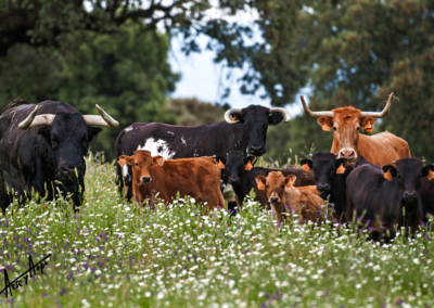 Semental, vacas y crías Nada sucede sin antes ser un sueño