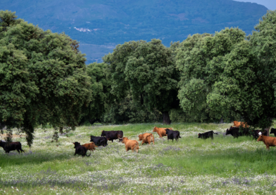 Lote de vacas Nada sucede sin antes ser un sueño