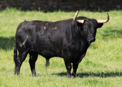 Toro negro 3 Nada sucede sin antes ser un sueño