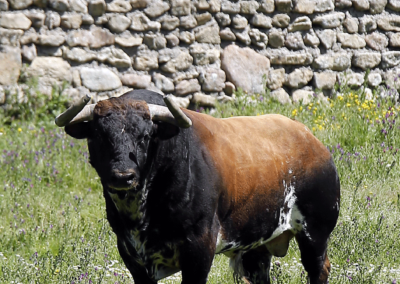 Toro sardo Nada sucede sin antes ser un sueño