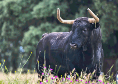 Toro negro Nada sucede sin antes ser un sueño