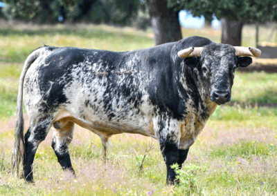 Toro Burrado Nada sucede sin antes ser un sueño