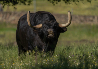 Toro cinqueño Nada sucede sin antes ser un sueño