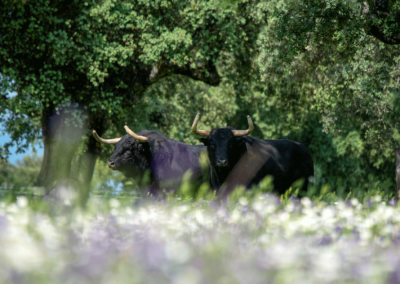 Primavera Nada sucede sin antes ser un sueño