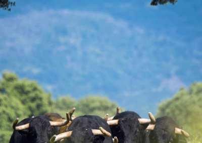 Toros de frente Nada sucede sin antes ser un sueño