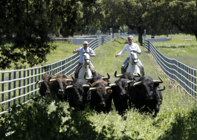 Ejercitando los toros Nada sucede sin antes ser un sueño