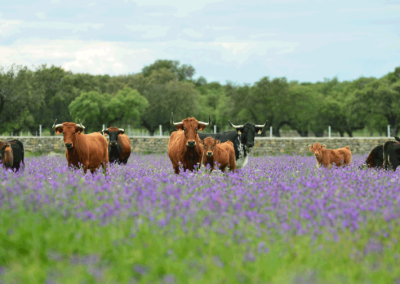 Pradera Nada sucede sin antes ser un sueño