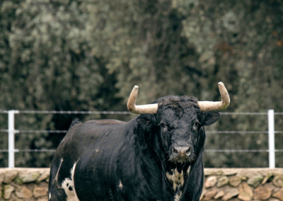 toro burraco 2 Nada sucede sin antes ser un sueño