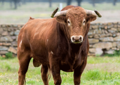 Toro colorado Nada sucede sin antes ser un sueño