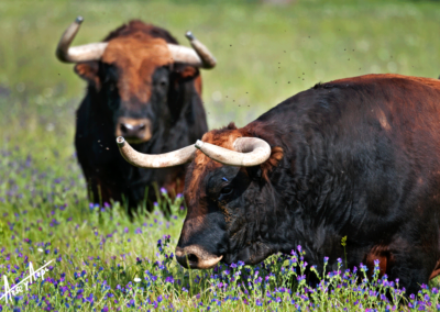 Toros Castaños Nada sucede sin antes ser un sueño